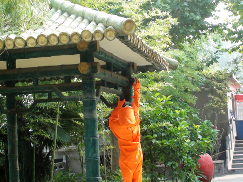 濟源消防成功摘除扎寨校園的馬蜂窩保學(xué)生開學(xué)安全