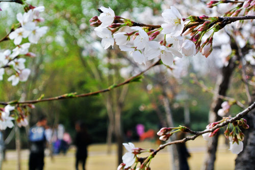 鄭州：陽(yáng)春三月花爛漫