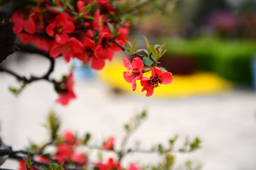 鄭州：萬(wàn)千海棠齊爭(zhēng)艷 花開時(shí)節(jié)動(dòng)綠城
