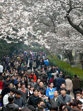 武漢大學櫻花開了