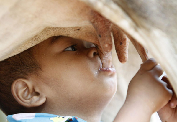 Baby suckles directly from cow for milk Baby suckles directly from cow for milk