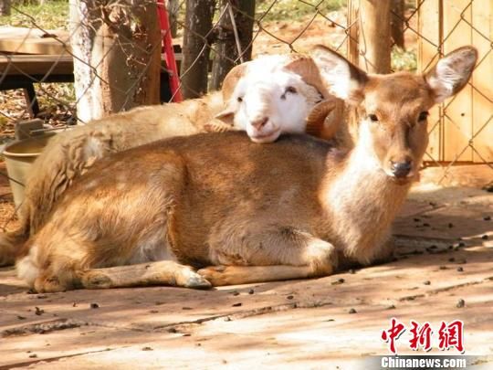 Zoo plans special Valentine's Day wedding