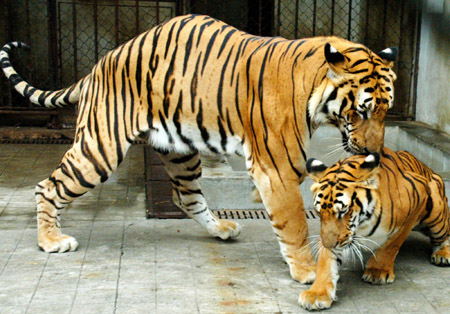 Two South China tigers flirt with each other in the South China Tiger-Breeding Base in Suzhou, East China's Jiangsu Province, May 23, 2006. The 7-year-old male tiger mates with the 3-year-old female tiger naturally, and they were not injected with any drug to provoke their instincts, said officials in the base. The South China tiger, which could be found only in China, is listed in the IUCN Red List of Threatened Species. Chinese animal breeding specialists have in the past tried a number of methods to boost numbers of animals close to extinction. [Xinhua]