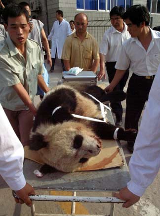 panda, giant panda, chinadaily, china daily, china