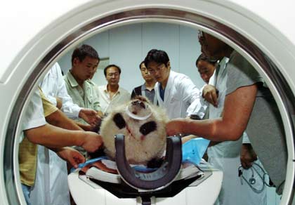 panda, giant panda, chinadaily, china daily, china