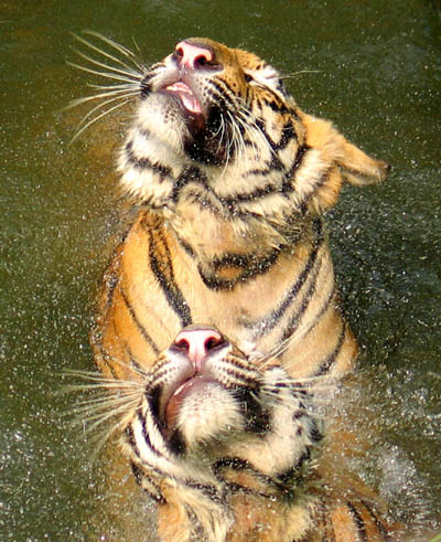 Hongshan Forest Zoo,,tiger,,,