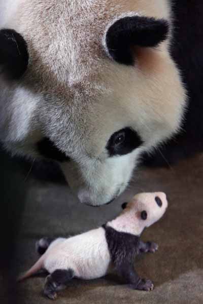 ,,panda cub,,