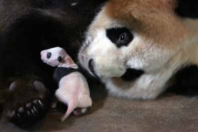 ,,panda cub,,