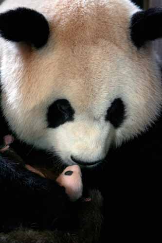 ,,panda cub,,