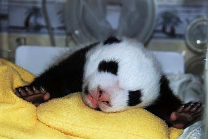 A panda cub yawns at the Wolong Giant Panda Protection Center in Wolong, southwest China's Sichuan province September 18, 2006. Picture taken September 18, 2006. [Newsphoto]