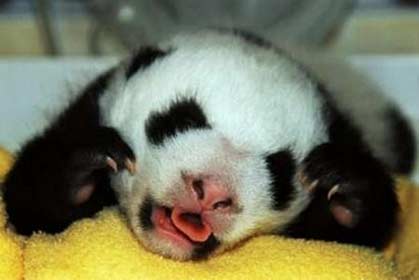 A panda cub yawns at the Wolong Giant Panda Protection Center in Wolong, southwest China's Sichuan province September 18, 2006. Picture taken September 18, 2006. [Newsphoto]