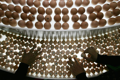 Workers arrange eggs, which have the labels of the place and date of production attached to them, during a fair in Haikou, south China's Hainan province December 3, 2006. China has been hit by a series of food safety scandals in recent years as small-time manufacturers and traders try whatever means to make a profit and get around perfunctory supervision. 