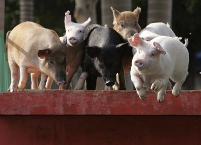 ,the year of the pig,