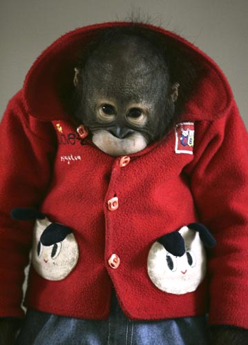 nanning,goat,monkey