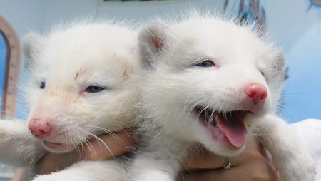 Snow Fox cub duo debuts in Harbin