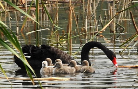 Swan babies' swimming class in Beijing