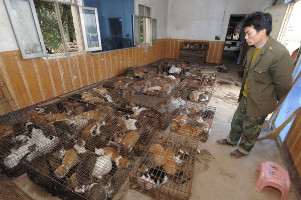 A keeper checks caged cats at a house in Wuhan on Dec 30. The cats are believed to have been sent to South China restaurants or are ready to be on the way. Trucks loaded with caged cats often head to South China in recent years. Chen Yong / for China Daily Some call it an indelicate trade, others, a delicacy