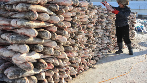 Ancient fishing tradition reels in catch of the day