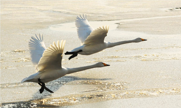 Swans and tens of thousands of rare migrant birds spend the winter in Poyang Lake Nature Reserve in Yongxiu county, Jiangxi province. China has established 286 national nature reserves in the past 20 years. Duan Changzheng / for China Daily China's nature reserves exceed global average