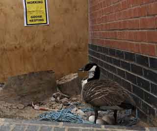 Construction halted for goose<BR>英工程為母鵝孵蛋讓路