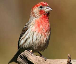 Birdsong and the city<BR>鳥(niǎo)兒為城市改變歌聲(圖)