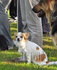 日本吉娃娃警犬明年上崗 將參加災(zāi)害搜救行動