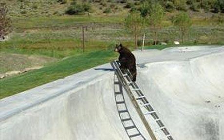 誰說狗熊是笨死的？美國一狗熊掉進滑板池爬梯逃生