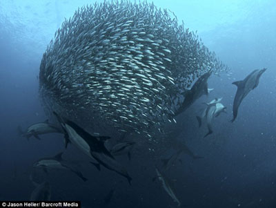 美攝影師拍得罕見海洋掠食圖 海豚鯊魚等圍攻沙丁魚群