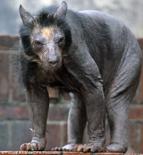 德國(guó)動(dòng)物園中一頭熊全身毛掉光成“裸體熊”