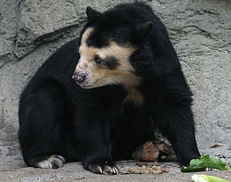 德國(guó)動(dòng)物園中一頭熊全身毛掉光成“裸體熊”