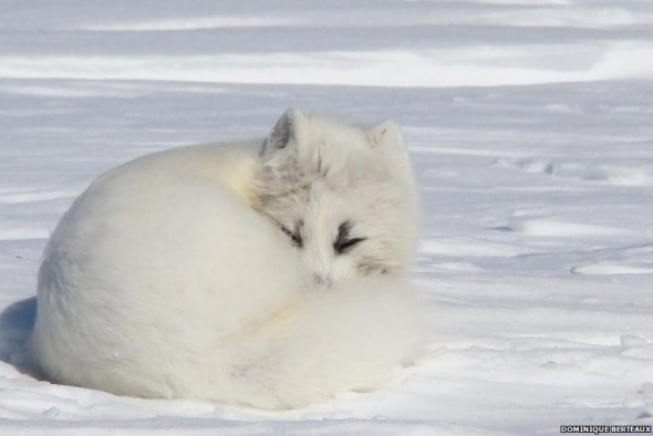 揭秘雪地精靈北極狐：捕食旅鼠喂養(yǎng)幼崽(圖)