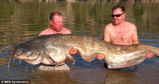 英國(guó)垂釣者西班牙捕獲重達(dá)近84公斤巨型鯰魚(yú)