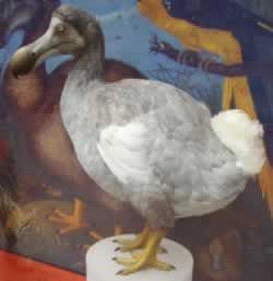 盤點(diǎn)已經(jīng)滅絕的10種動(dòng)物 有些聞所未聞(圖)
