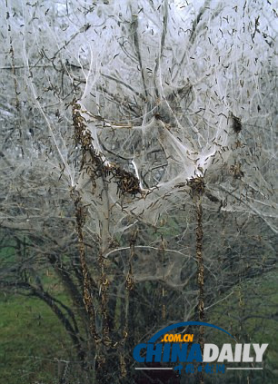 瑞士數(shù)千毛蟲結網(wǎng)蓋大樹景象詭異