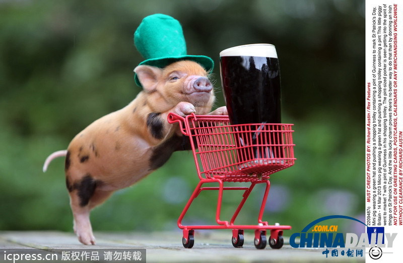 緊隨慕尼黑啤酒節(jié) 盤點(diǎn)動物界中酒漢子