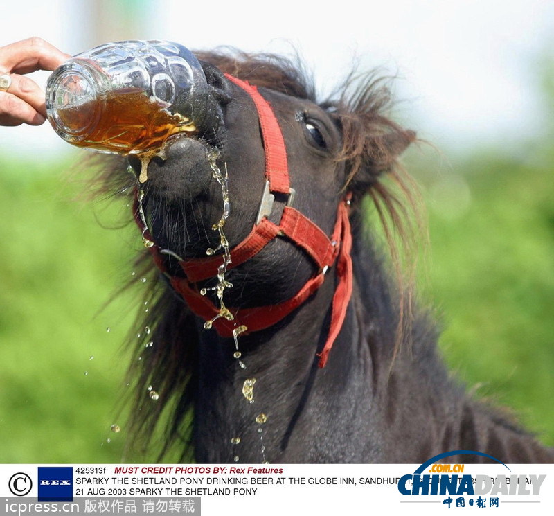 緊隨慕尼黑啤酒節(jié) 盤點動物界中酒漢子