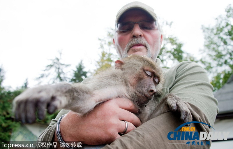 德國(guó)“越獄”狒狒被“抓捕歸案”