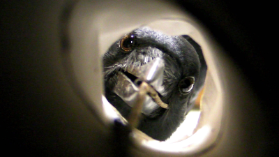 動物照片拍案驚奇：螞蟻銜重物、烏鴉釣美食