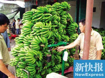 致癌謠言致蕉農(nóng)損失7億
