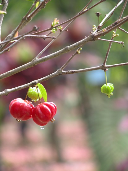 植物王國(guó)——興隆熱帶森林公園