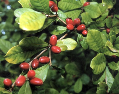 植物王國(guó)——興隆熱帶森林公園