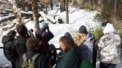 兩只大熊貓回國美粉絲惜別 “泰山”曾經(jīng)做紅娘