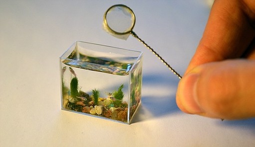 俄大師推出世界最迷你魚(yú)缸 3厘米長(zhǎng)用注射器換水