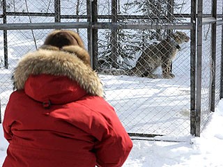 據(jù)稱俄雪豹坐直升機、關禁閉 只為等總理普京“接見”