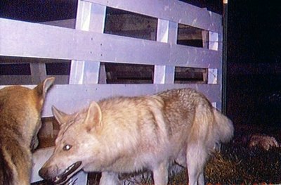華盛頓州“嗜血”狗群咬死上百動物 居民擔(dān)心孩子安全