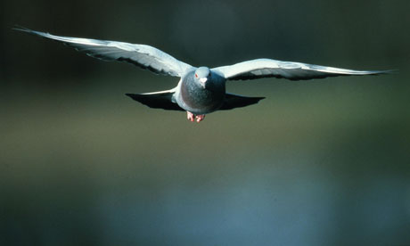 那些“不靠譜發(fā)明”：鴿子導(dǎo)彈、水泥家具、逃生棺材