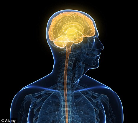 以色列科學(xué)家研制出“人造小腦” 在老鼠身上試驗成功
