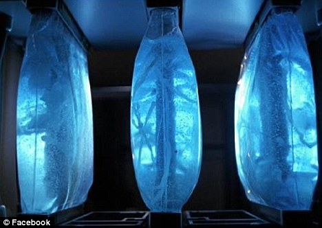 細(xì)菌+DNA 英國科學(xué)家成功研制生物邏輯門