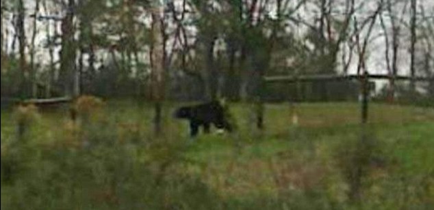 美動物園主人自殺前放走數(shù)十頭猛獸 警方連夜追殺