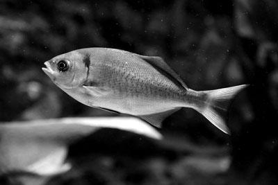 科學(xué)家破解古怪謎題：金魚會不會放屁？